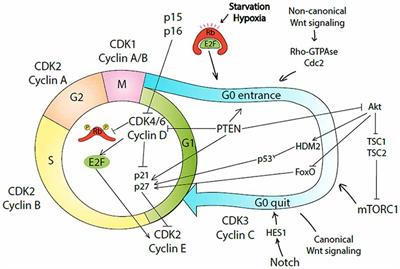 Molecular Mechanisms Governing the Stem Cell’s Fate in Brain Cancer: Factors of Stemness and Quiescence